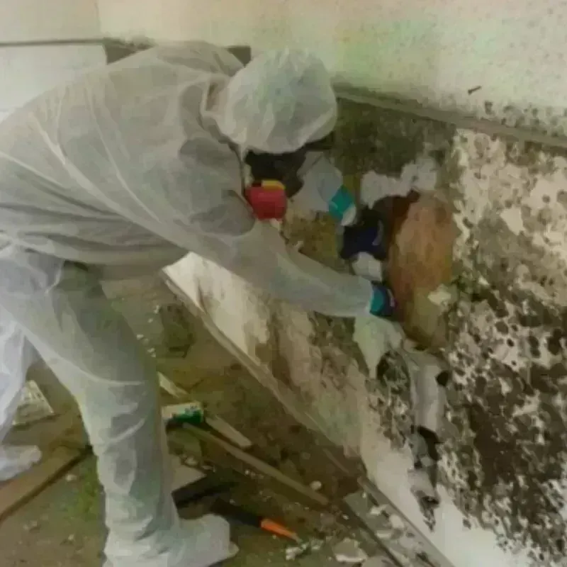 Mold Remediation and Removal in Beaufort County, NC